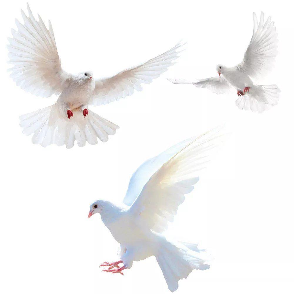 Peace Dove Wall Stickers for L - Home Bathroom Gadgets review and price